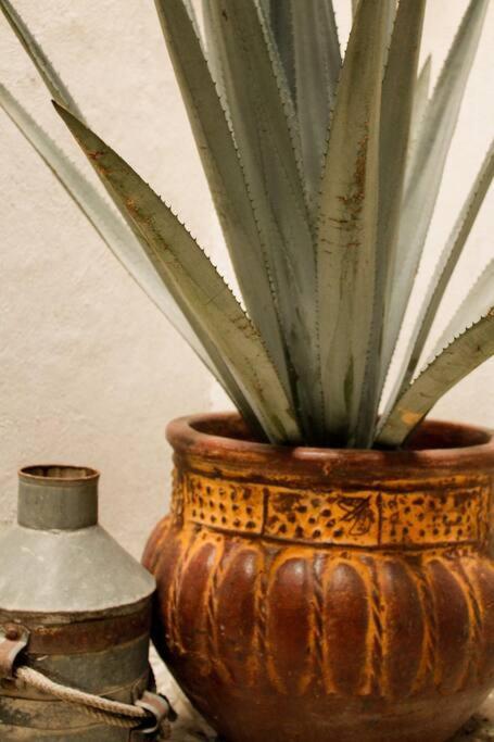 New Mex Inspired Bo-Ho Chic Apartment With Private Patio And Roof Terrace Mexico by Eksteriør bilde